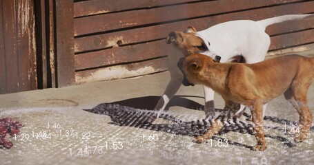 Obraz premium Playing two medium dogs interacting on sunlit concrete near wooden gate, with striped mat and rope