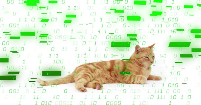 Lying ginger tabby cat stretching front paws on white studio backdrop, with green binary overlay