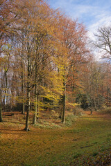 Fototapeta premium Colourful trees in Sonian primeval beech forest in fall. Brussels, Belgium