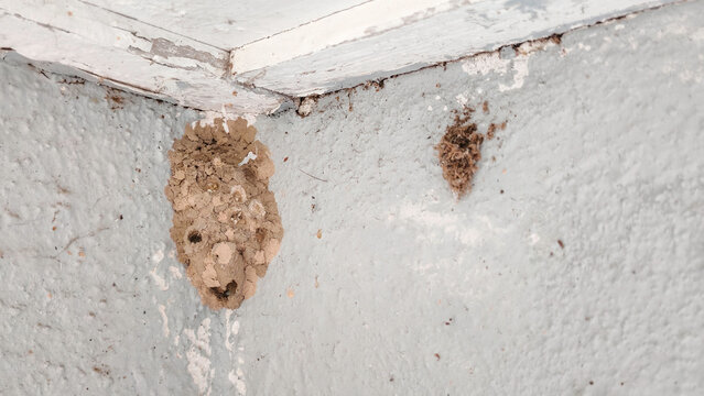 Mud Dauber Wasp Nest on Wall Corner Showing Natural Insect Habitat