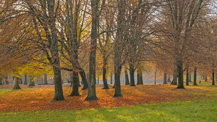 Obraz premium Colourful trees in Sonian primeval beech forest in fall. Brussels, Belgium