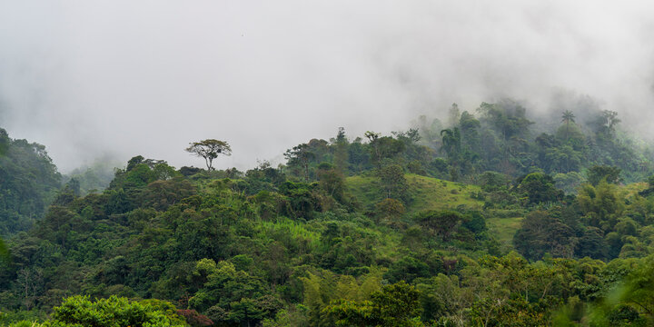 Mindo cloud forest landscape, Ecuador