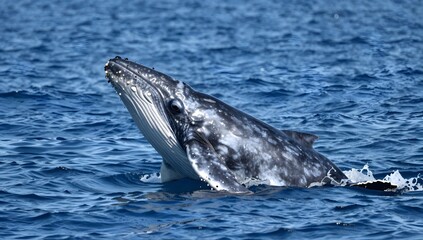 Obraz premium Humpback whale surfacing in the ocean, exposing its head and part of its body