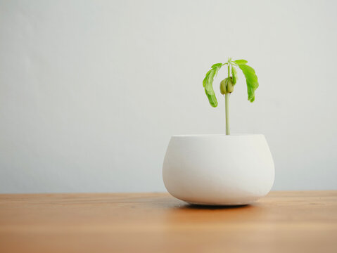 Small green seedling growing in a white ceramic pot on wooden table, minimalist home gardening concept