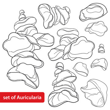 Set with outline Auricularia or wood ear in black isolated on white background.