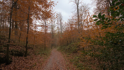 Obraz premium Hiking trail thorugh Sonian forest in autumn, primevial beech forest near Brussesl, Belgium 
