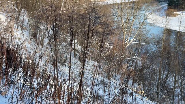 Winter River View Through Dry Reeds and Trees. Looking down snowy embankment covered in dry reeds and bare trees toward flowing river. Scene captures stark and quiet beauty of winter season.