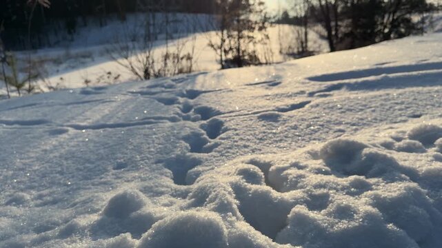 Animal Tracks in Sunlit Snow. Close-up view of animal footprints impressed into fresh textured snow. Low sun creates strong backlighting highlighting contours of snow and path of tracks.