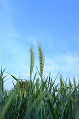 Fototapeta premium Vibrant green wheat stalks swaying in sunny field with blue sky