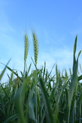 Obraz premium Lush green wheat field on sunny day with blue sky