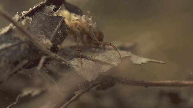 case-bearing caddisfly larva underwater macro close-up