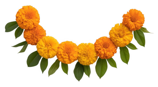 Orange marigold flowers with green leaves isolated on a transparent background
