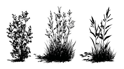 Set of diverse plant and grass silhouettes, vector nature elements illustration, black bushes, wild herbs, and tall field vegetation.