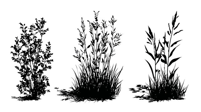 Set of diverse plant and grass silhouettes, vector nature elements illustration, black bushes, wild herbs, and tall field vegetation.