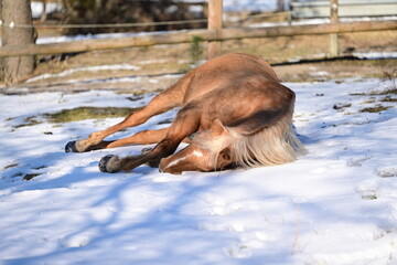 Sch&ouml;nes Pferd w&auml;lzt sich begeistert im Schnee
