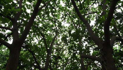 Obraz premium Looking up at tall trees with dense green leaves and bright sky above in nature
