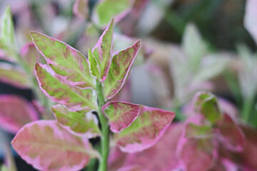 Green and pink variegated leaves of a succulent plant.