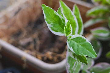 Small green plant with white-edged leaves in a pot.