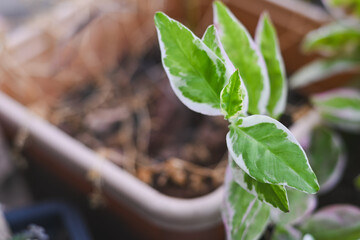 Small green plant with white-edged leaves in a pot.