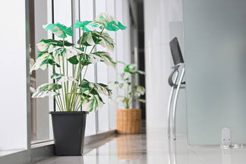 Potted variegated plants decorate a bright, modern office hallway.