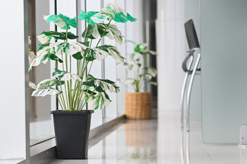 Potted variegated plants decorate a bright, modern office hallway.