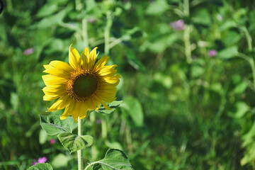 A single yellow sunflower blooming in a green field.