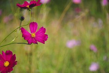 Two deep pink cosmos flowers blooming in the sunlight.
