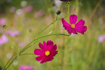 Two deep pink cosmos flowers blooming in the sunlight.