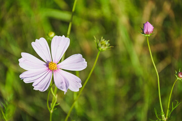 A pale pink cosmos flower blooming in a field.