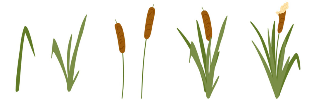 Cattail set. Simple abstract flat cartoon vector illustration. Minimalistic reed plants isolated on white background. Hand drawn element, foliage art for stickers, print, web