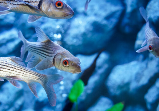 Probarbus jullieni or seven stripped carp with blur rocks background in aquarium tank at Bueng Chawak Chaloem Phrakiet, Suphan Buri, Thailand. Side view.
