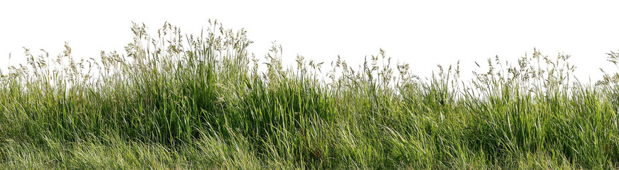 Obraz premium Lush grassy field with seed heads