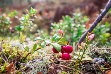lingonberries against the background of an autumn forest. screensaver. colorful macro photography of wildlife. screensaver. space for text. close-up. bokeh. scandinavia.