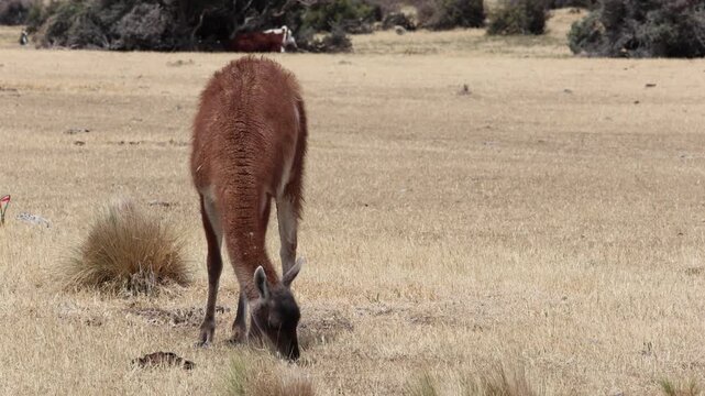 Real-time clip of a guanaco in a reserve in Patagonia, Argentina.