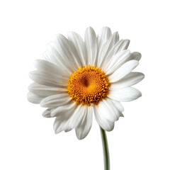 A beautiful white daisy with yellow center