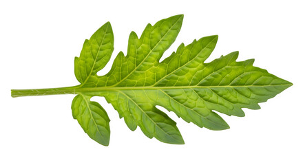 Obraz premium Vibrant green tomato leaf, isolated on white or transparent background. PNG