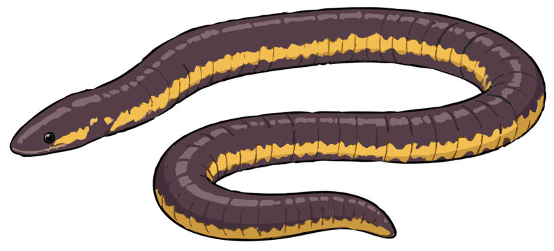 Ichthyophis glutinosus illustration art