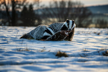 Badger close up ( Meles meles ). Two animals fighting for prey. Winter nature scene. © Rudolf