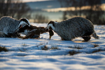 Badger close up ( Meles meles ). Two animals fighting for prey. Winter nature scene. © Rudolf