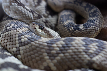 Obraz premium Coiled rattlesnake in a defensive posture, close-up of scales and rattle.