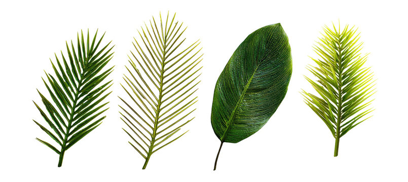 Four different leaves in varying shades of green and yellow