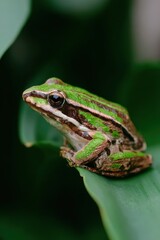 Obraz premium Vibrant Green Frog Perched Gracefully on a Lush Leafy Perch