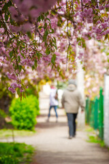 pink cherry blossom on uzhhorod street in spring. beautiful sakura trees along city alley in april. narrow path through residental urban scenery