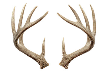 Obraz premium Symmetrical deer antlers, light tan/beige color, against black background. Detailed branching pattern
