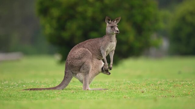 Eastern Grey Kangaroo (Macropus giganteus)  with razor sharp claws and a joey in her pouch bothered by gnats as they graze before dark. October in New South Wales, Australia. Slow motion 25percent