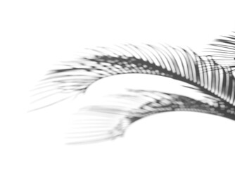 Obraz premium photo shadow of palm leaves isolated on white background and texture, clipping path