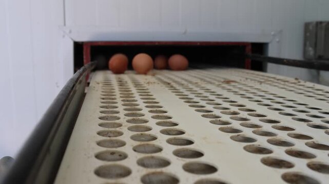 huevos saliendo cinta transportadora