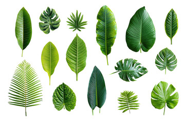 Assorted tropical leaves on a black background.  Various shapes and shades of vibrant green foliage.  Close-up, isolated