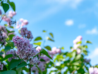 Obraz premium A bright lilac flower against a clear blue sky. A backdrop for spring projects, gardening projects