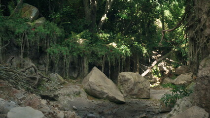 Sunlight filters through dense greenery, illuminating a serene glade. Large rocks are scattered near a gentle stream, creating a tranquil atmosphere in this lush forest setting.